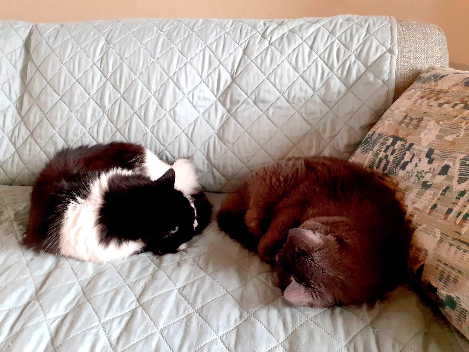 two cats asleep on a sofa