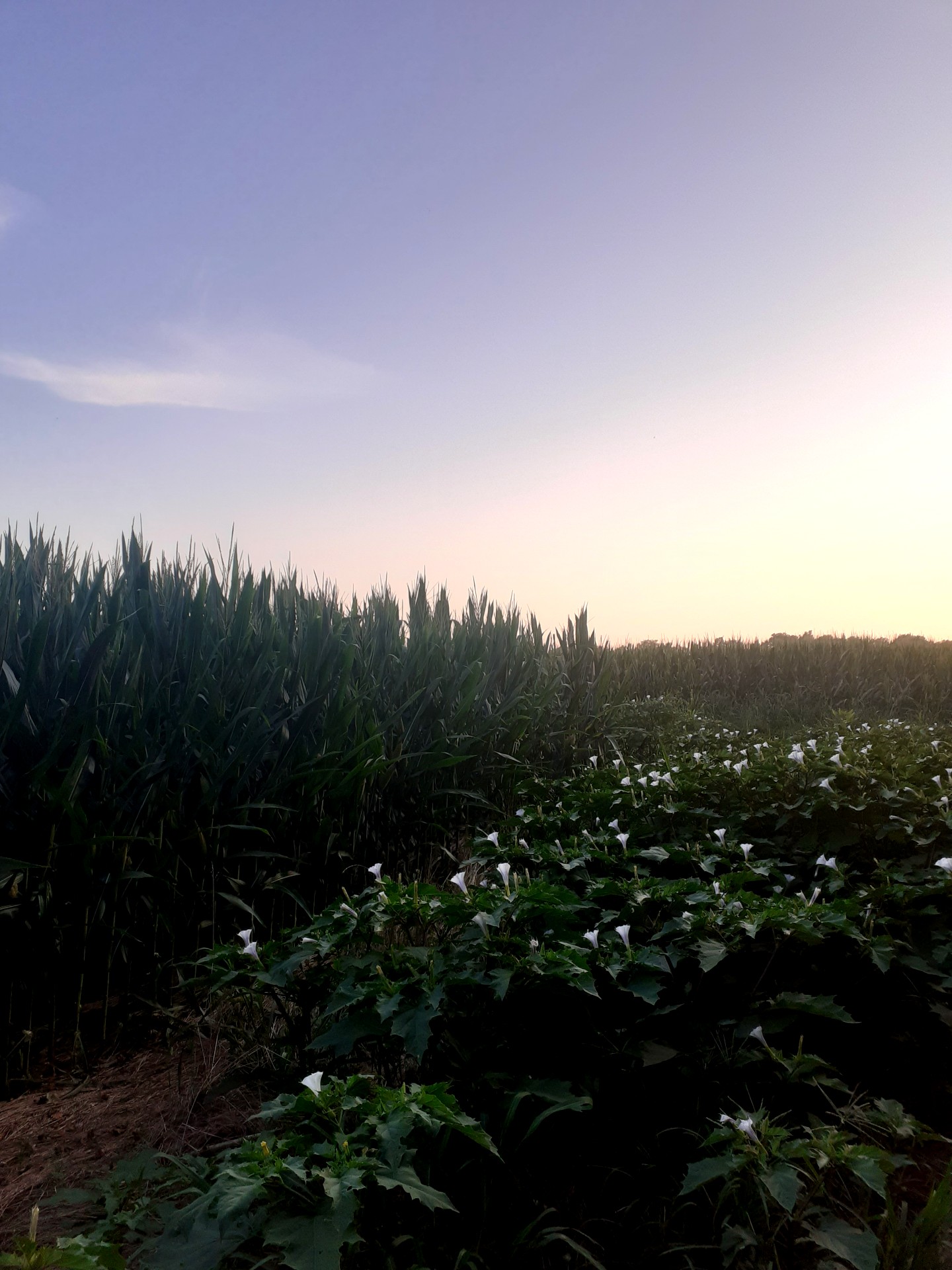 white flowers at the edge of a corn field