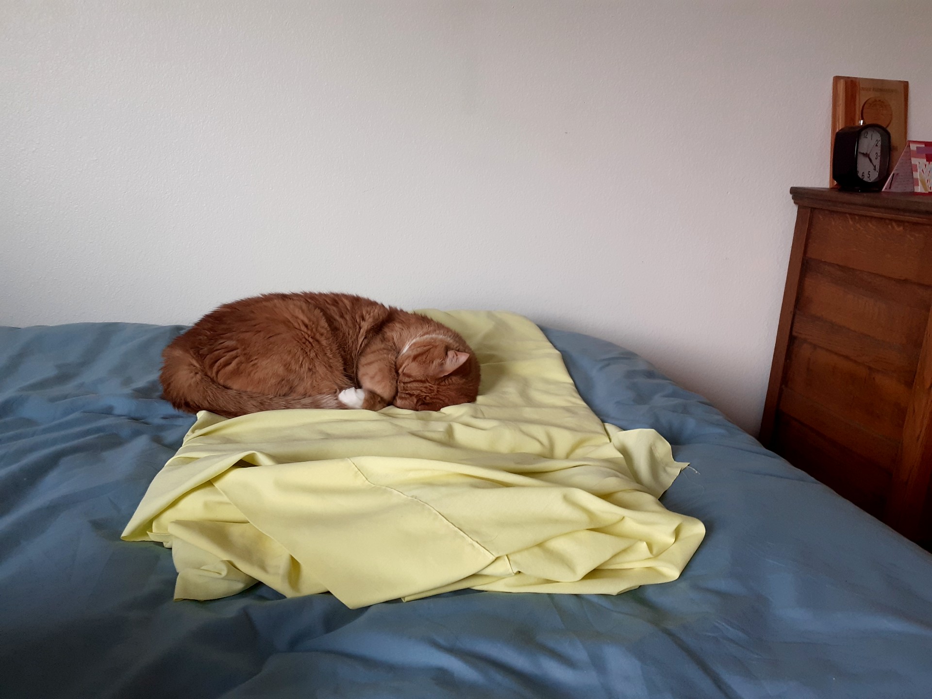 a sleeping cat on a yellow patch