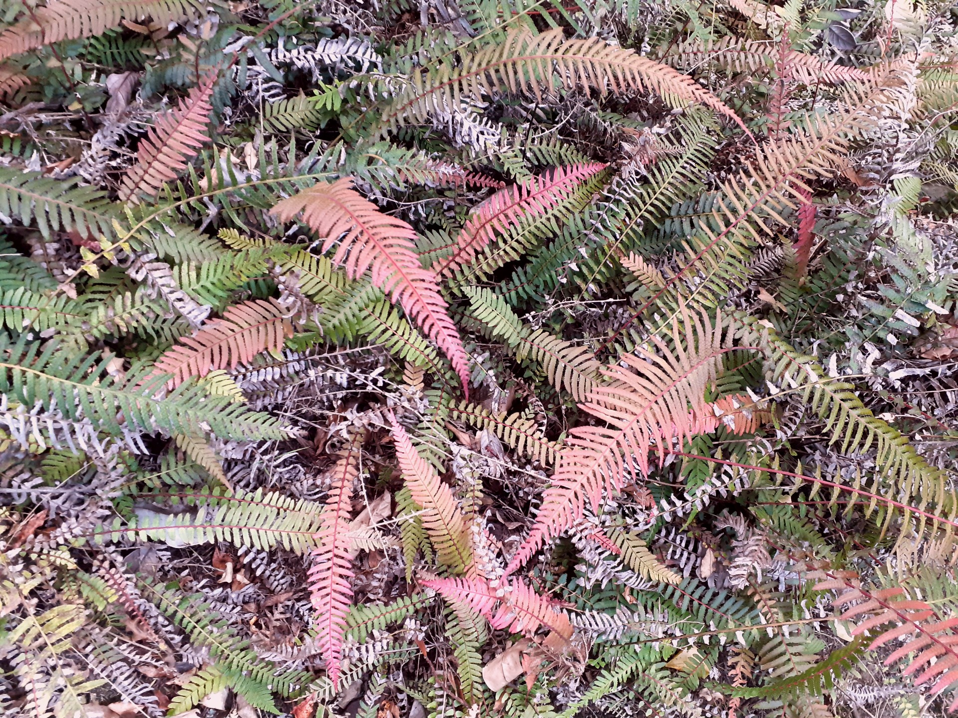 kiwi ferns of different shades