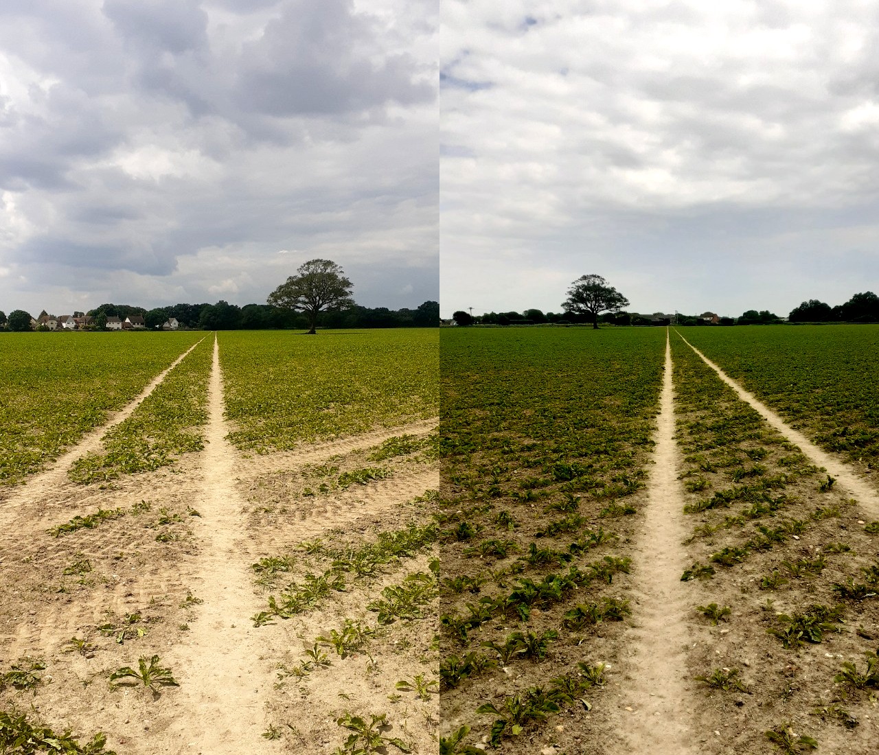 the same field and tree copied from different angles