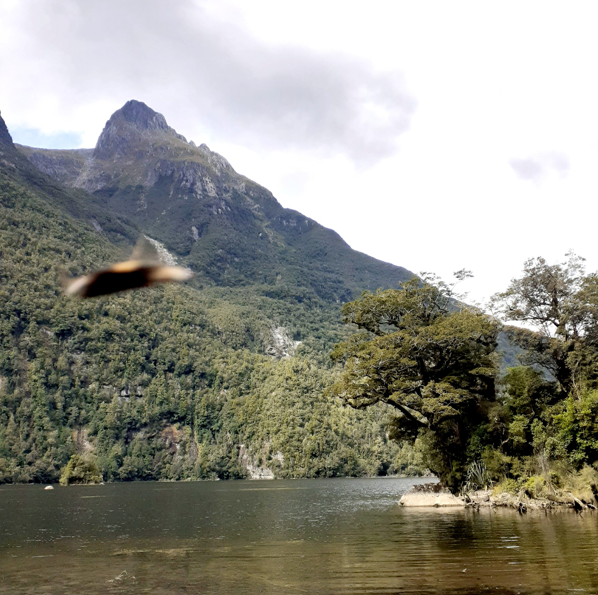 duck flying across a Milford lake