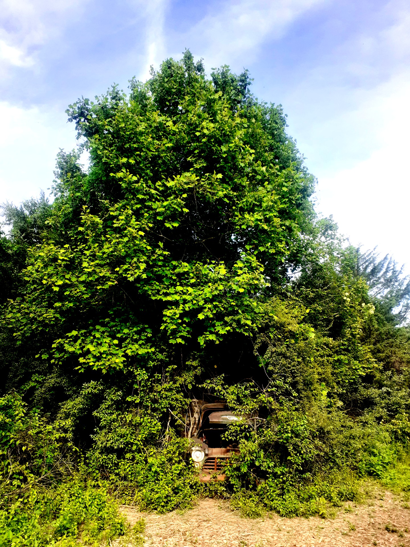 an old car wrapped in the forest at the edge of the path