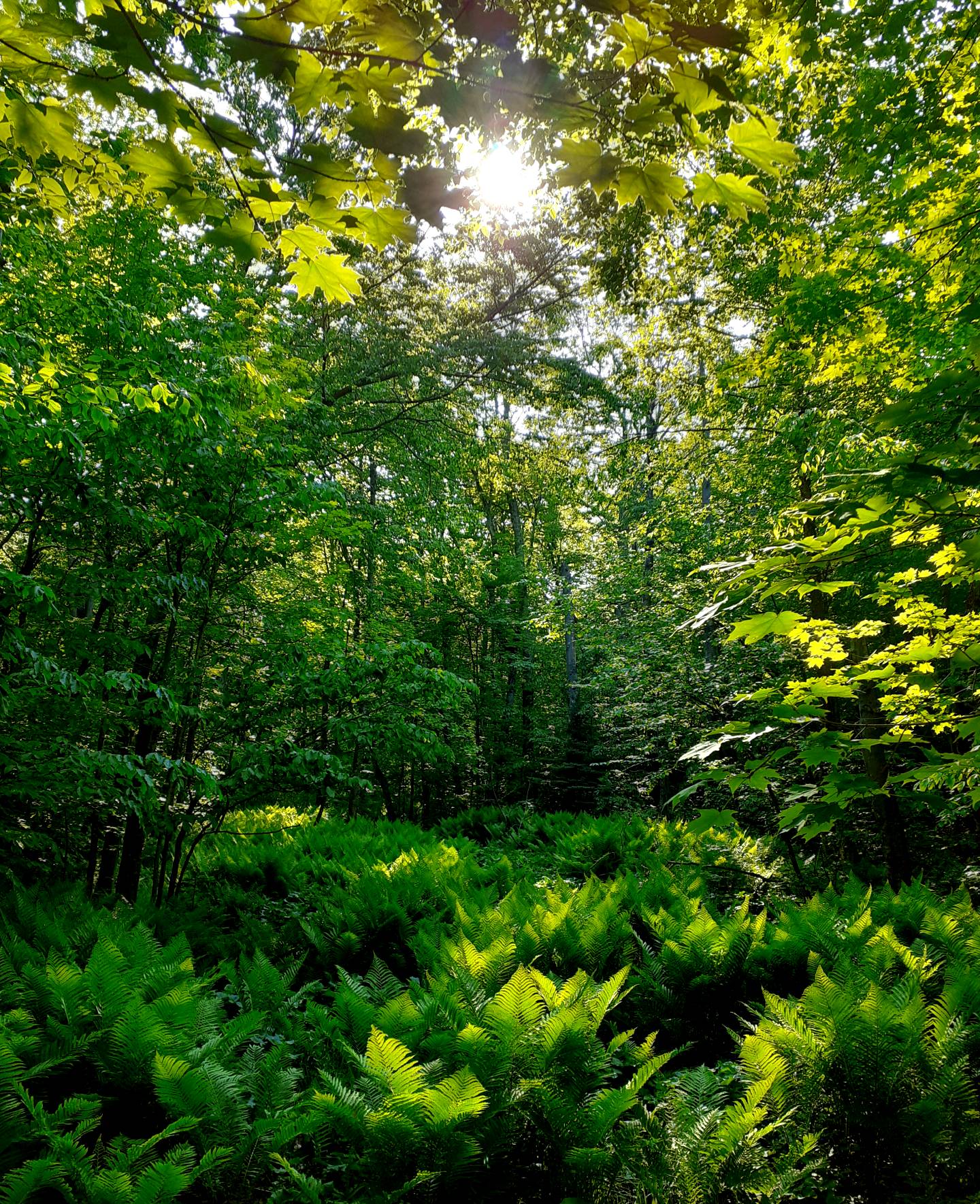 a grove of ferns