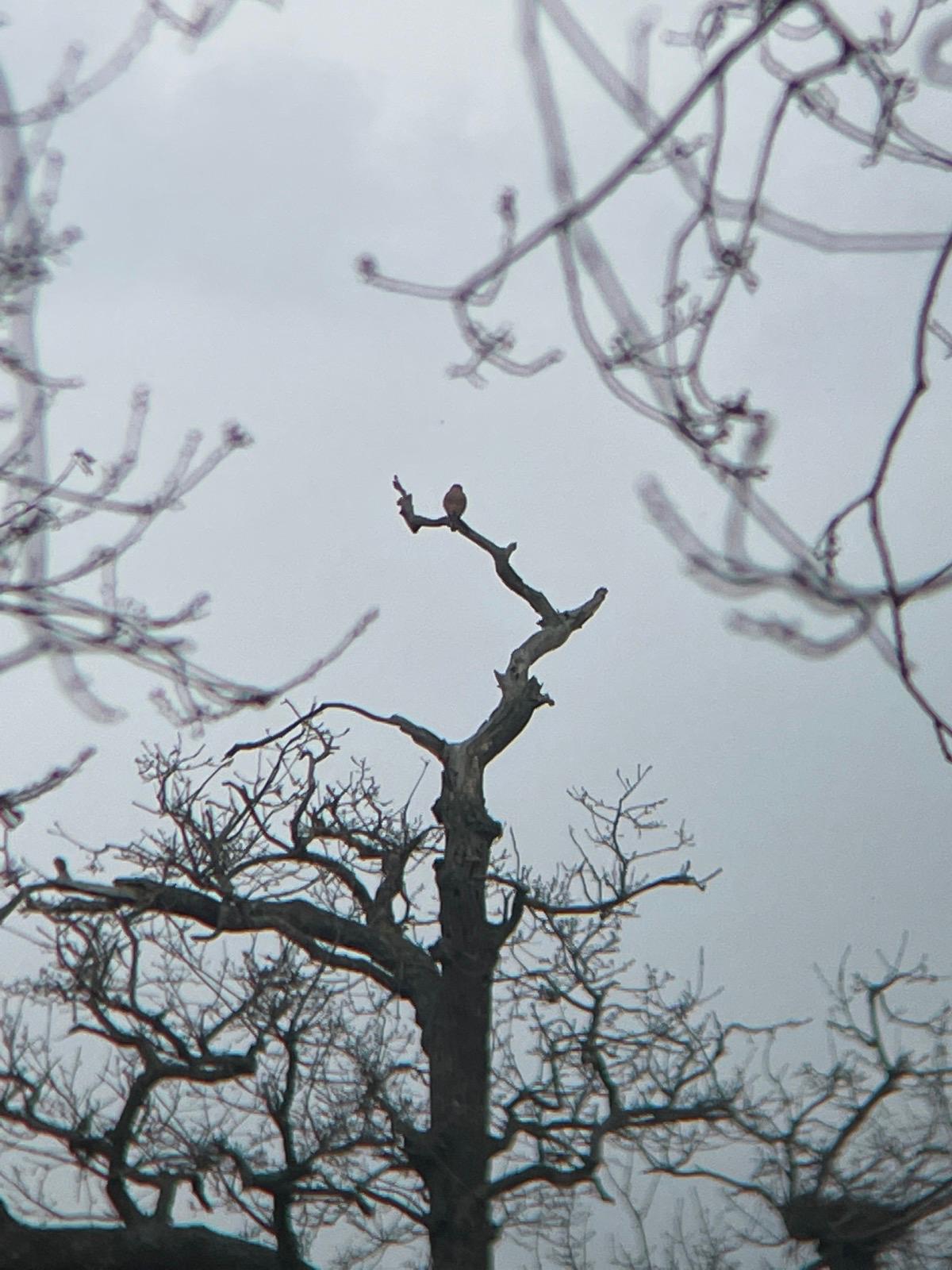 hawk in a blurred tree