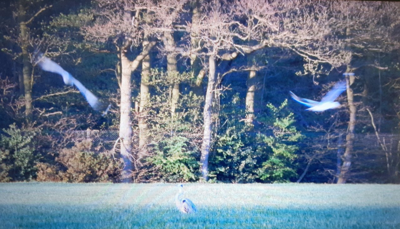 lone heron in a pixel gull field, scrubbed through two screens