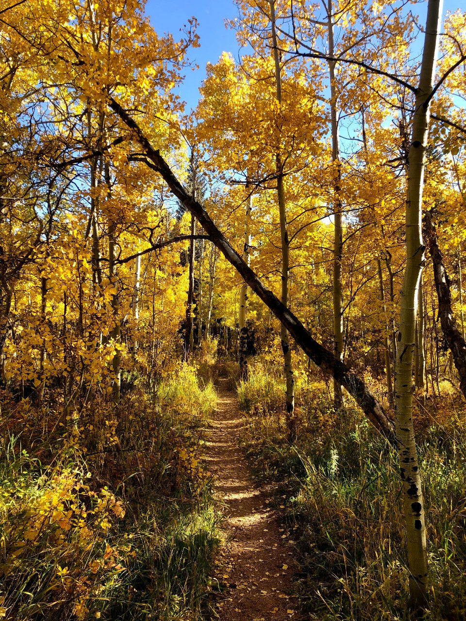 an autumn path with climbing orange trees