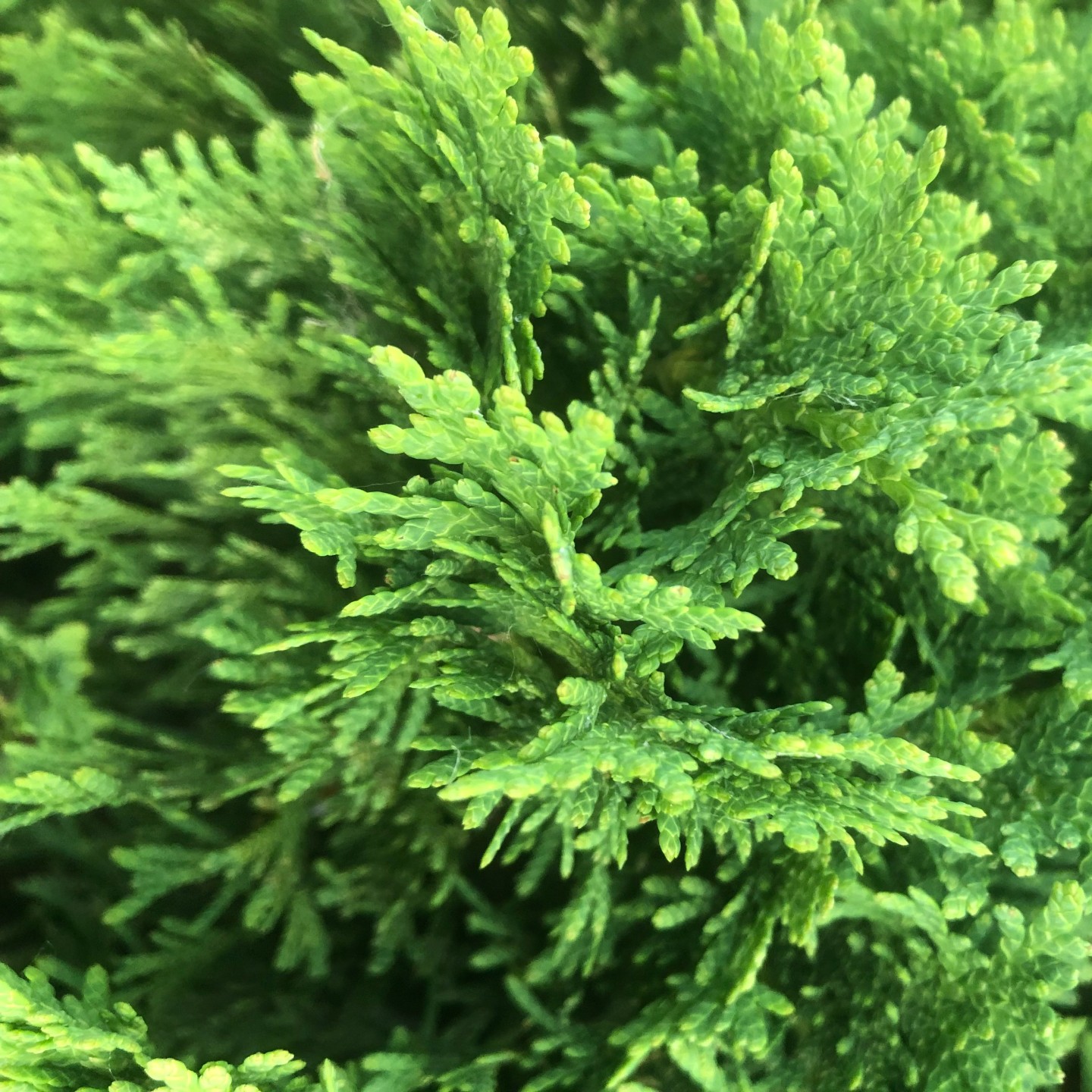 green hedge texture looking like the feet of thousands of lizards