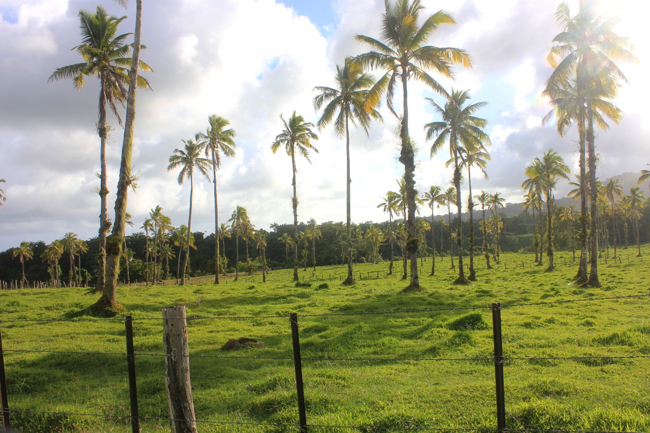 palm trees in Samoa