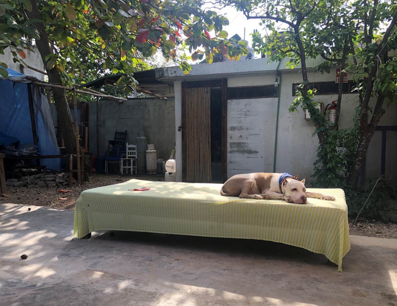 lone dog on dappled cotton