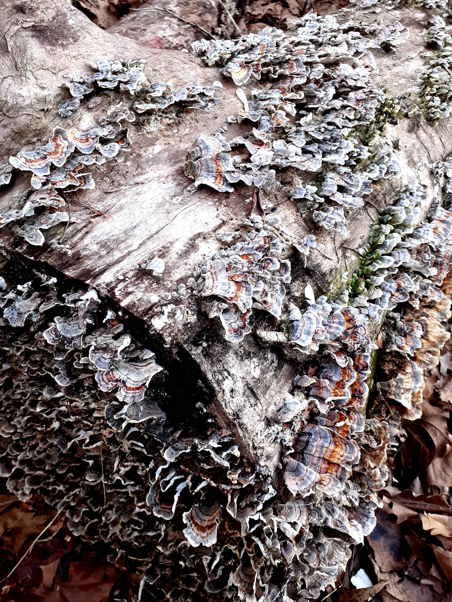 fungi in Shenandoah National Park