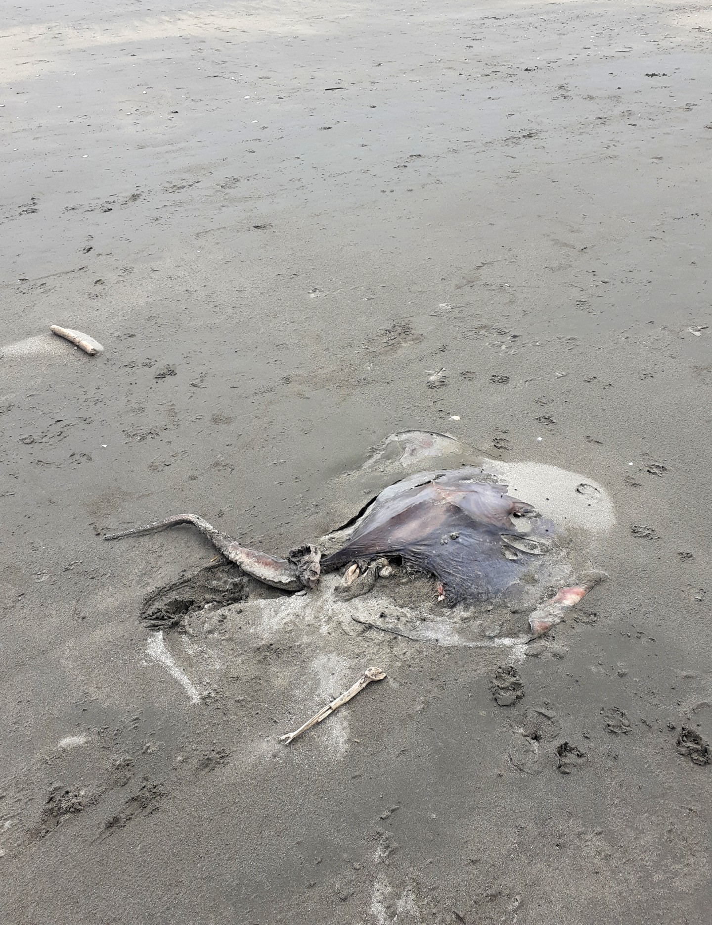  dead ray on a beach
