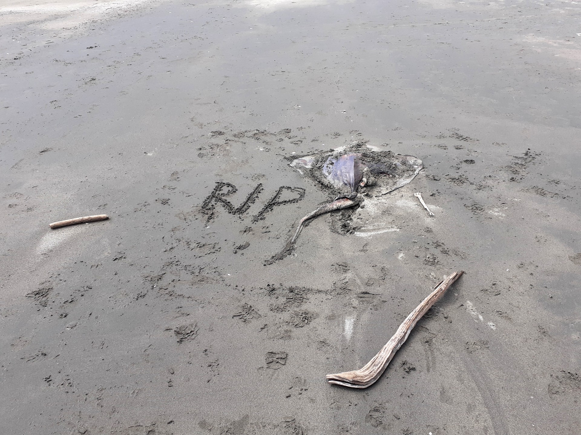  dead ray on a beach, RIP
