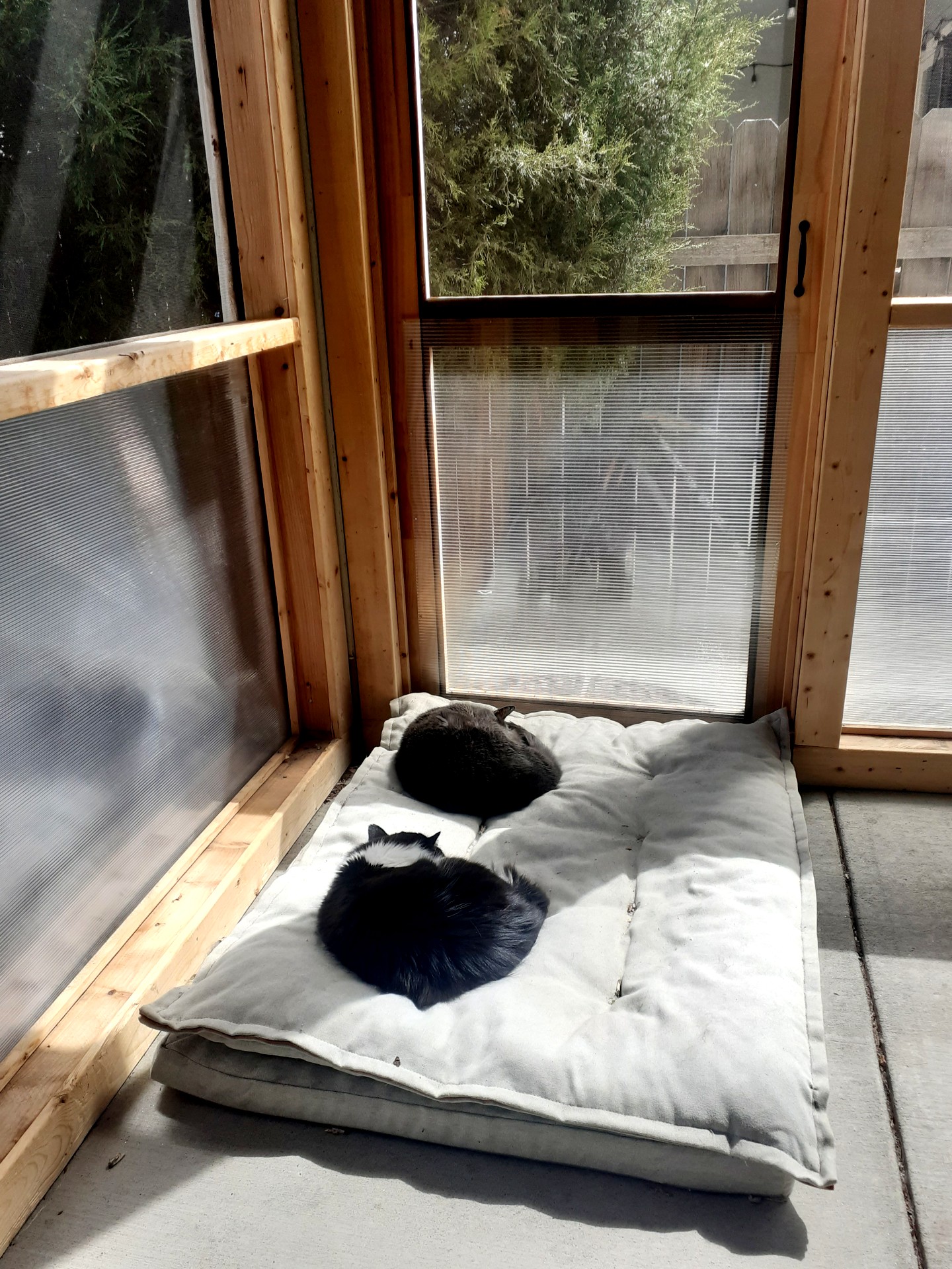 cats asleep in the sheltered porch