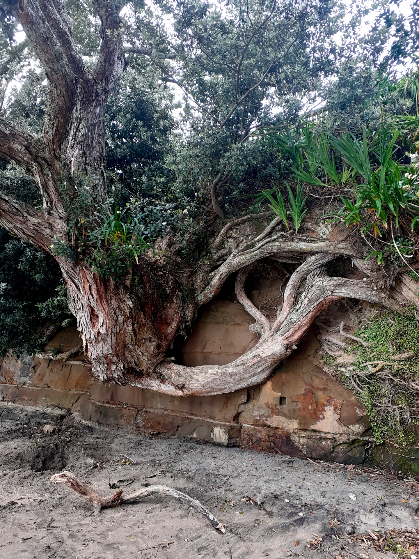 beach tree covering a wall
