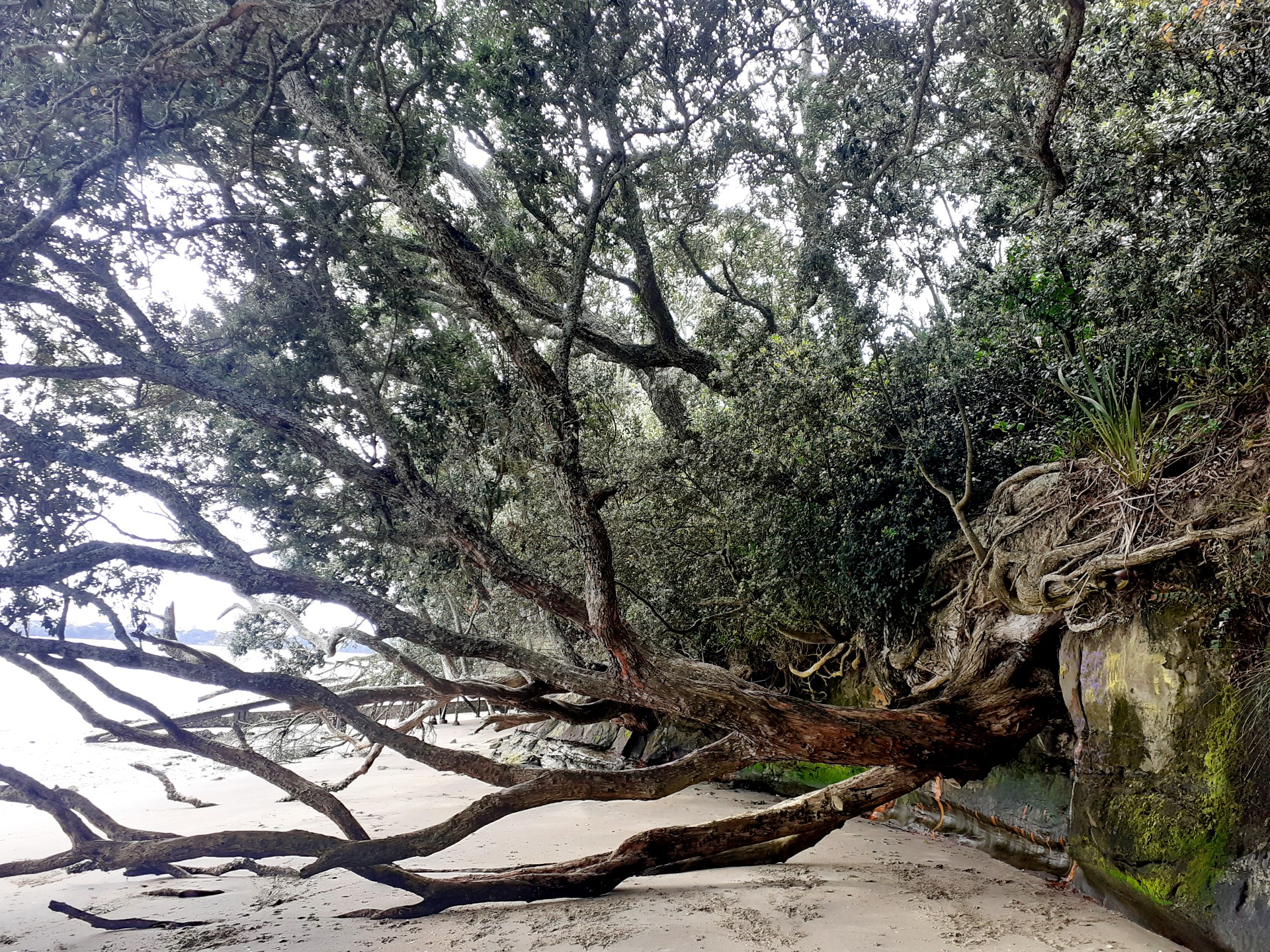 tree reaching for the beach