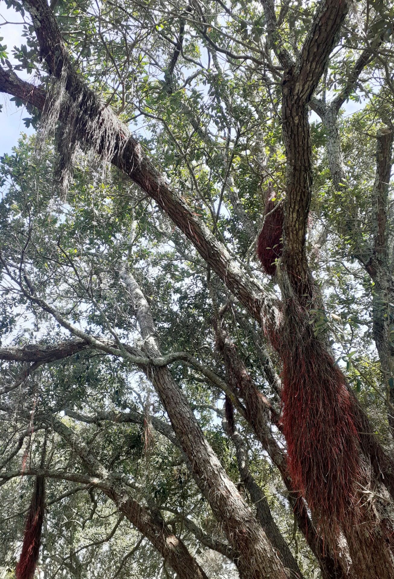 red chaff hanging from trees