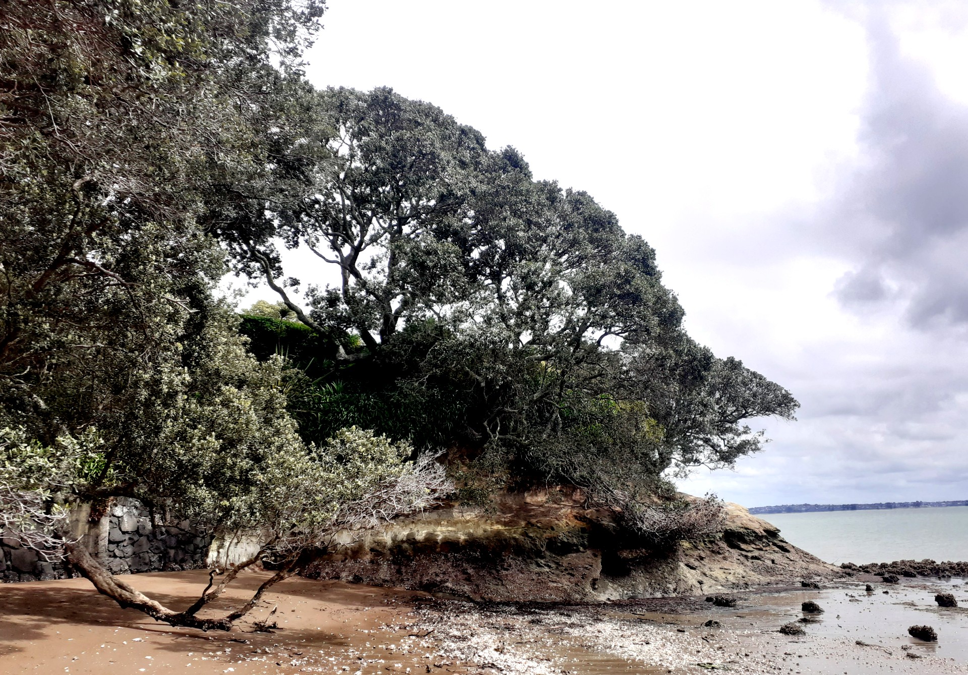 silver trees on a headland overlooking mud water