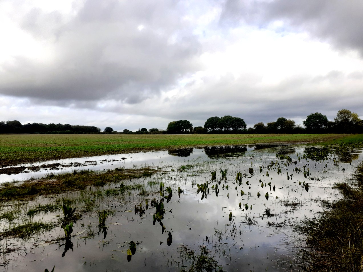 a gray lake of rain at the edge of a field