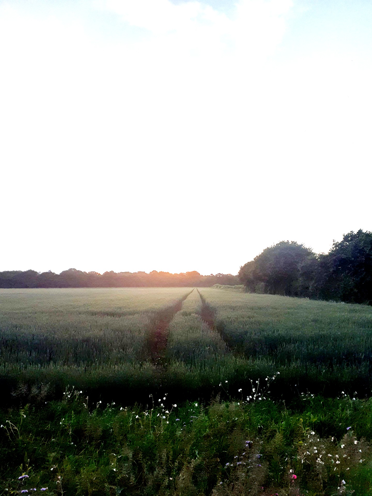 evening field with bright sun