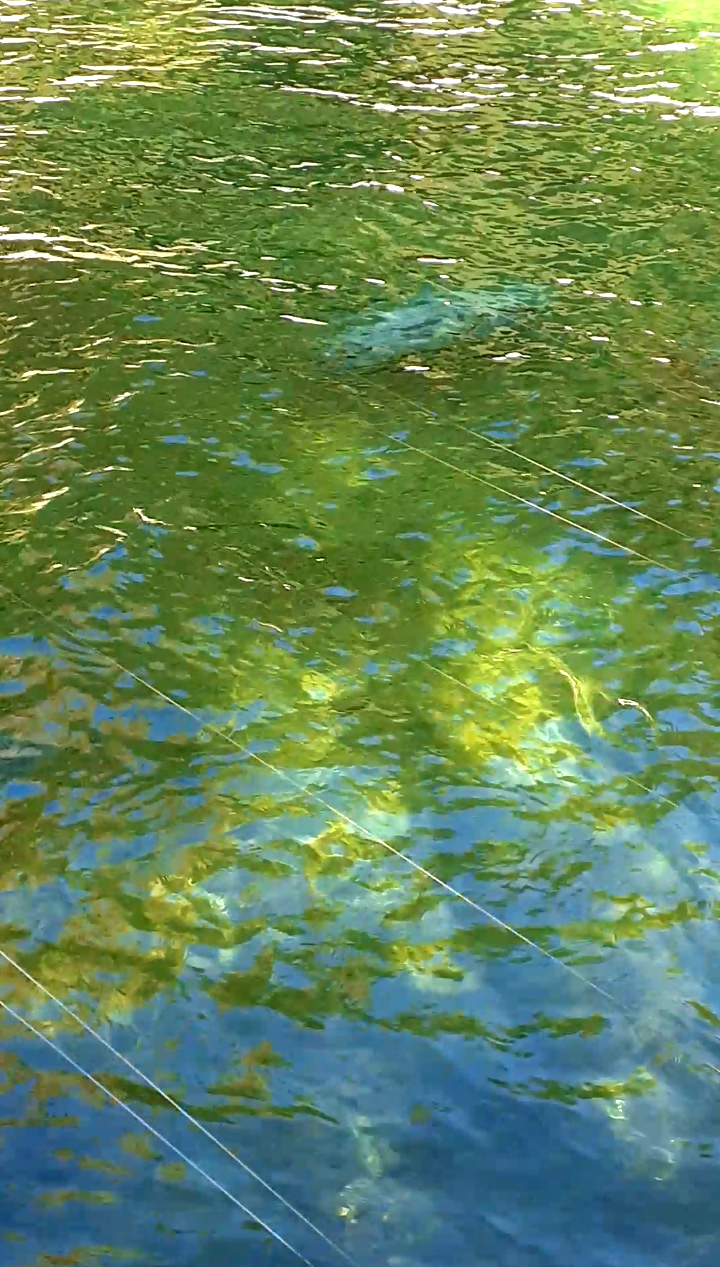 seal under green water