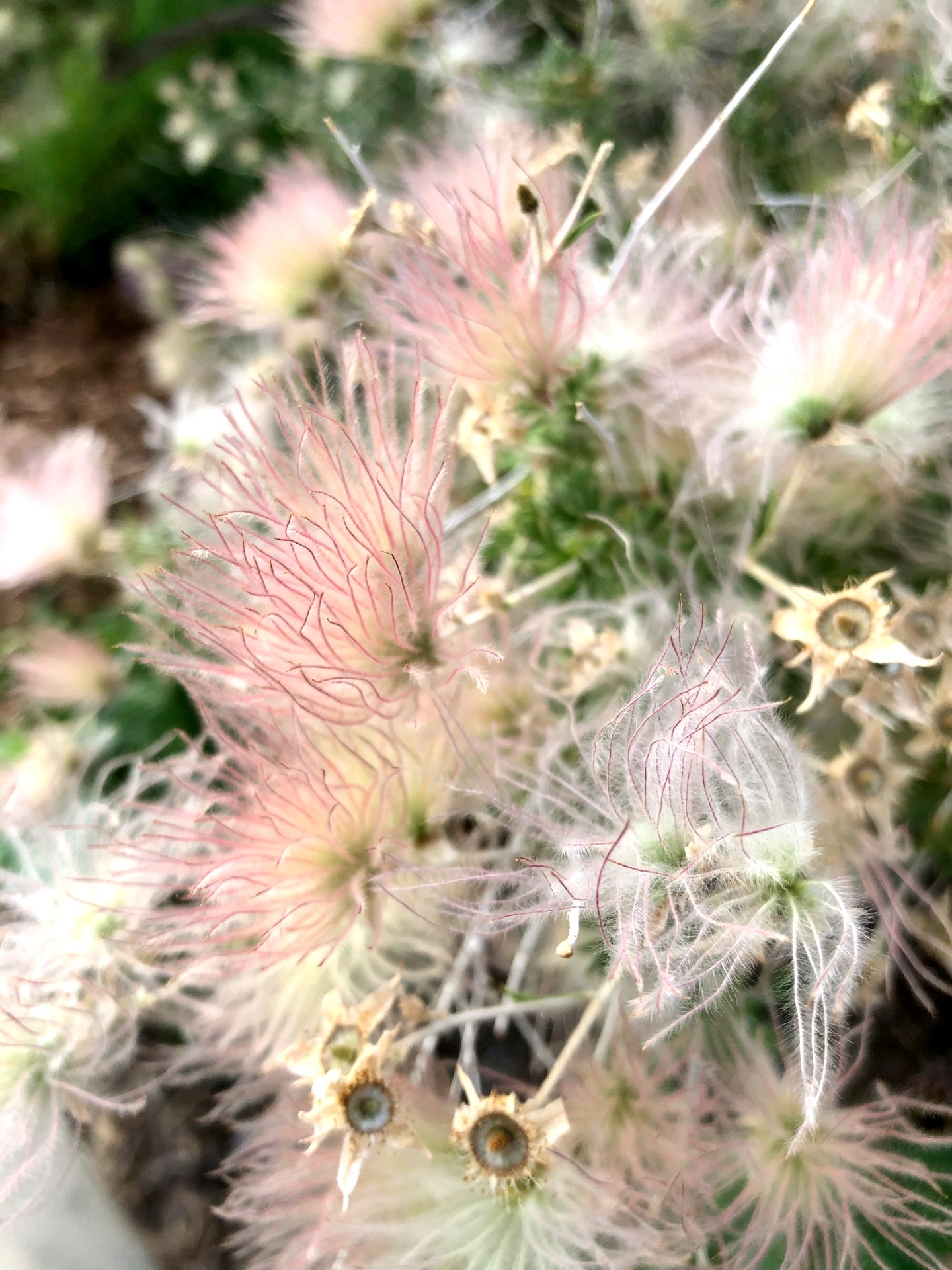 pink tendril plants in a garden somewhere