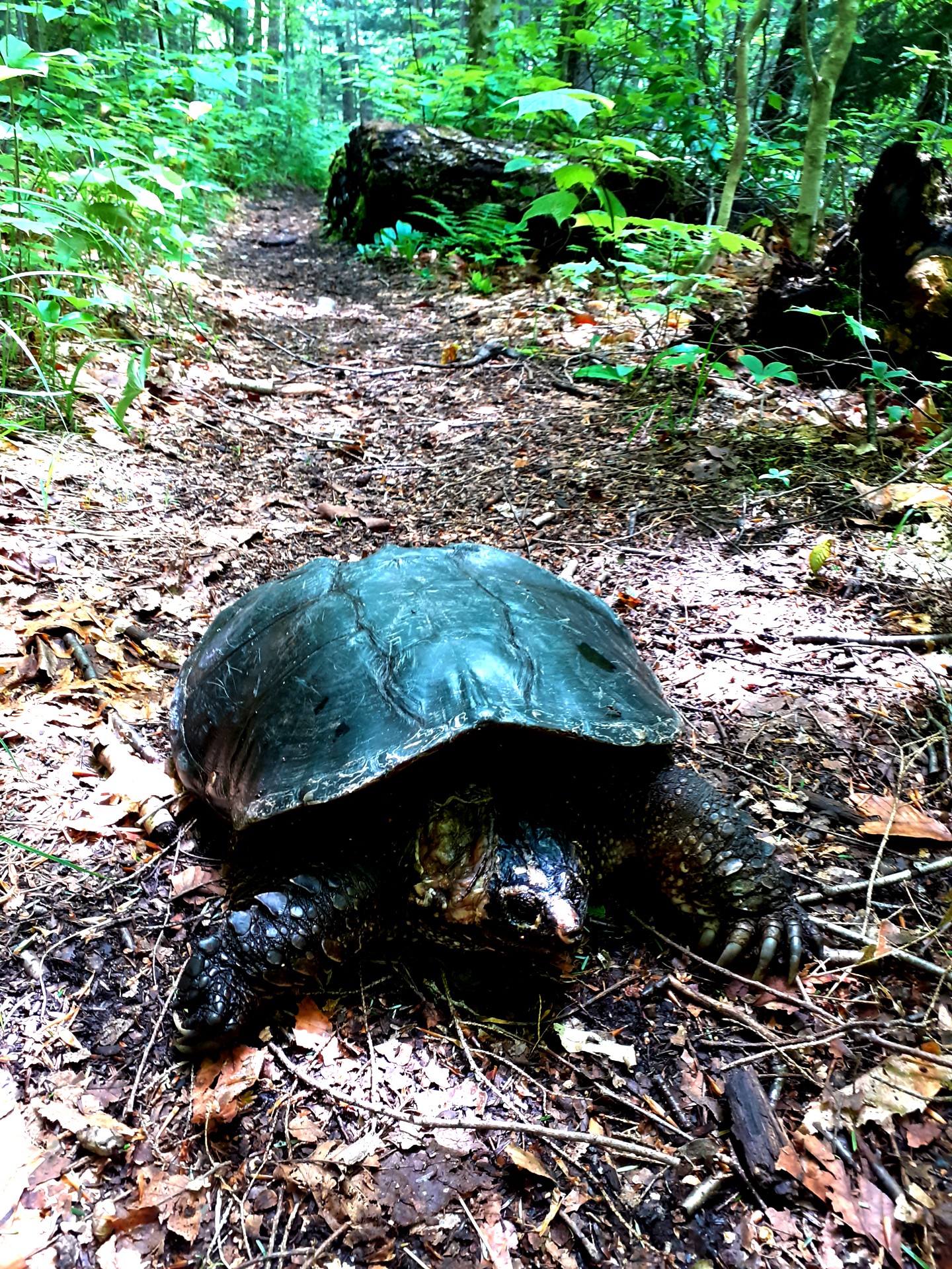 an injured tortoise
