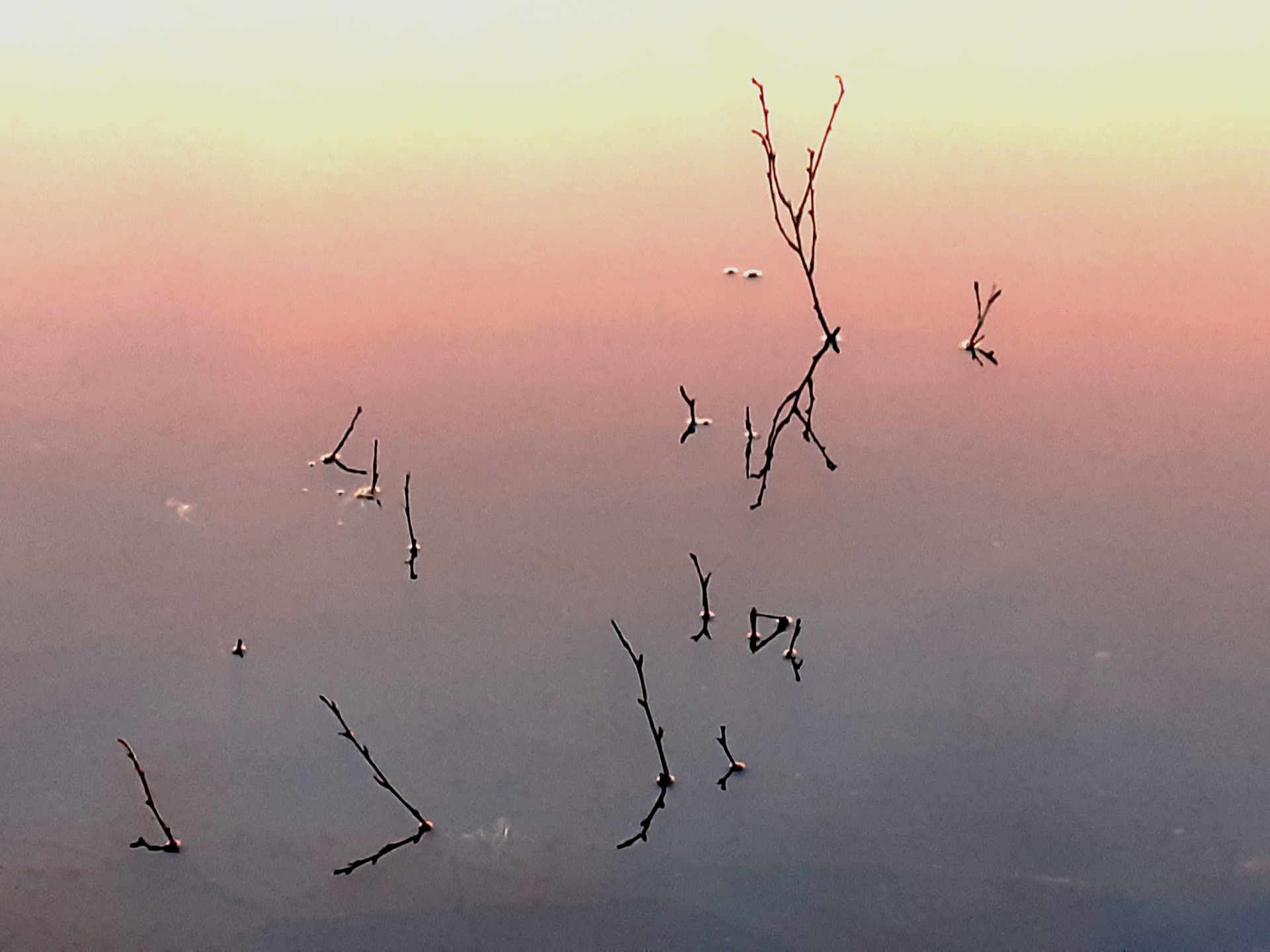 branches poking through Eighth Lake