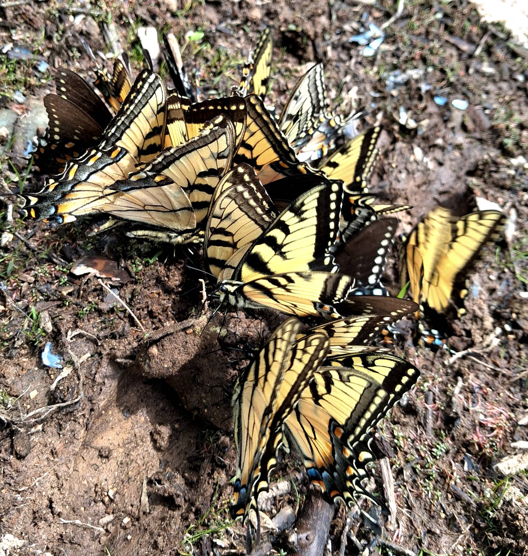 butterflies feeding on a muddy shore