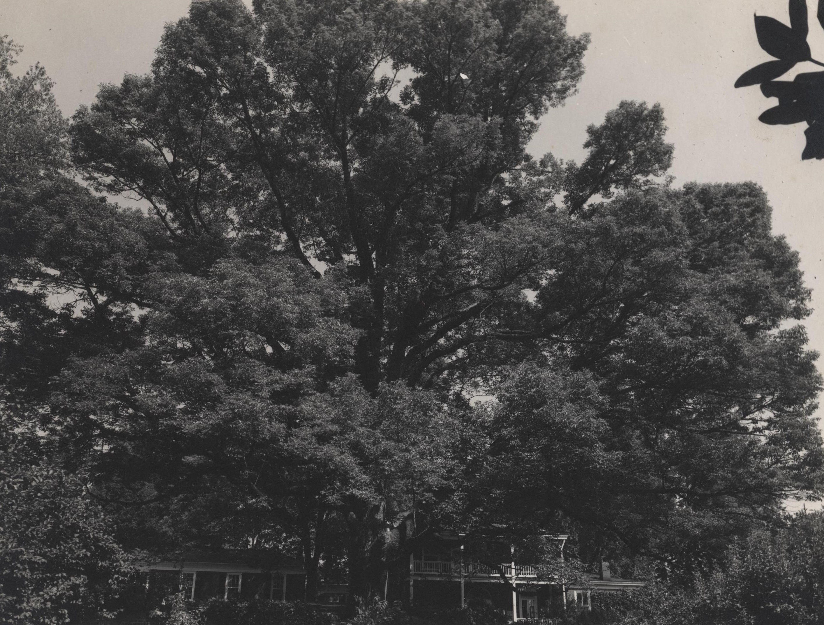 the McGuffey Ash, in colour, without leaves