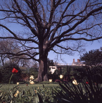 the McGuffey Ash, in colour, without leaves