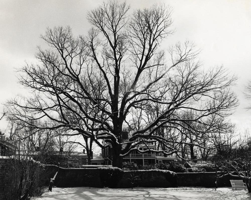 the McGuffey Ash, sprawling in winter