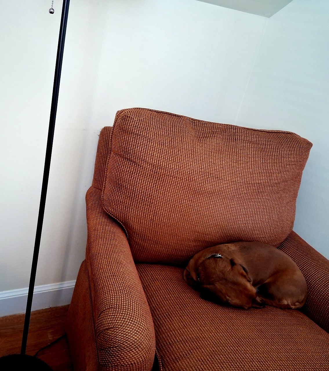 rust coloured miniature dachsund curled up sleeping in a rust coloured armchair