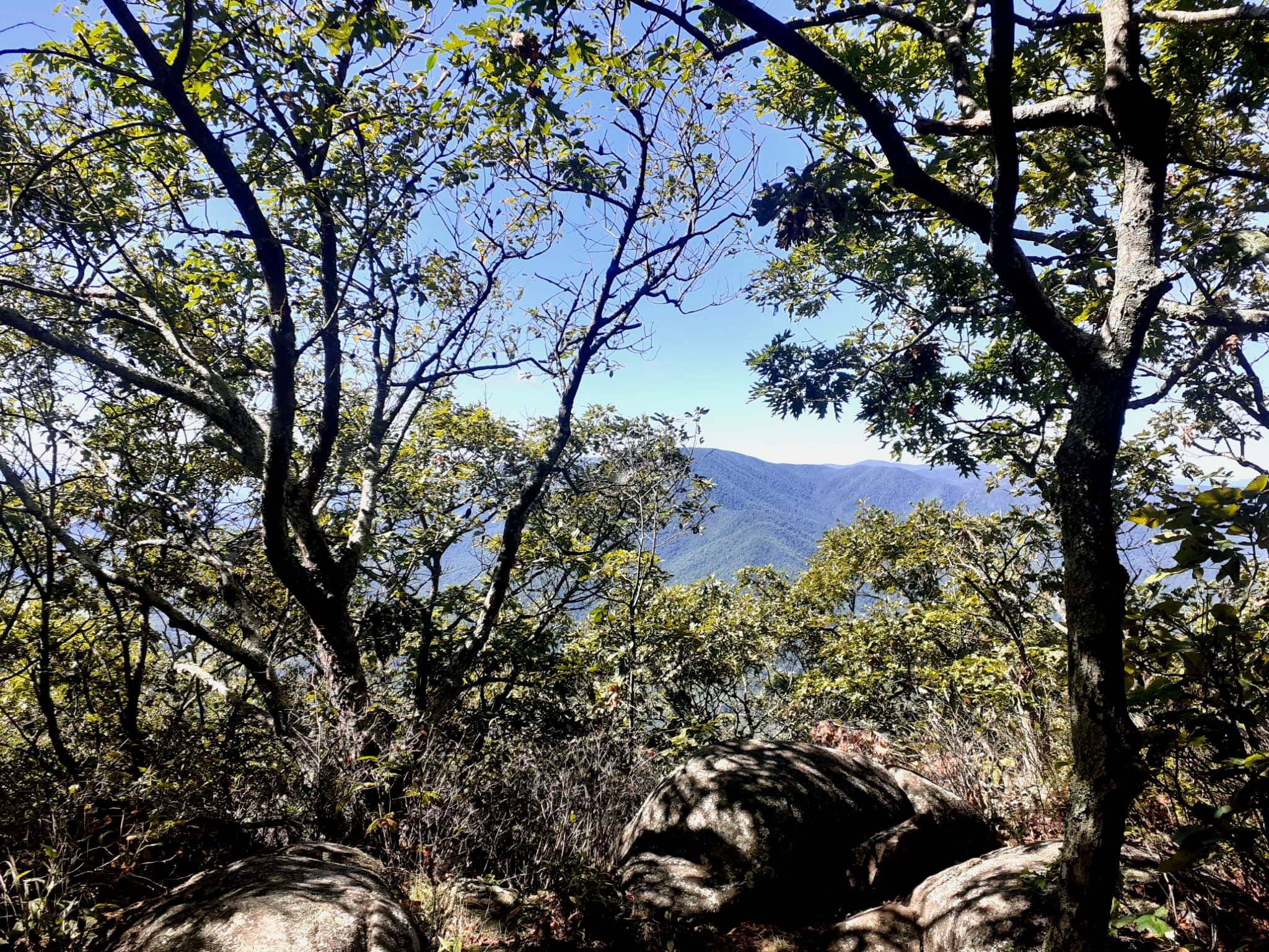 blue mountains through the trees