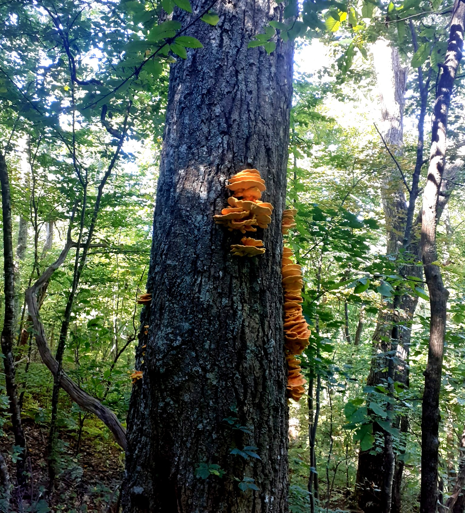 yellow ribs of mushrooms climbing a tree