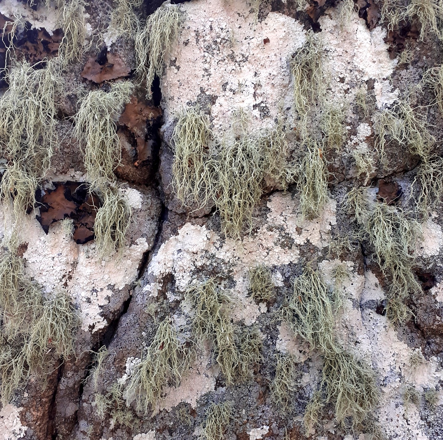 lichen beards hanging from a stone boulder in the forest