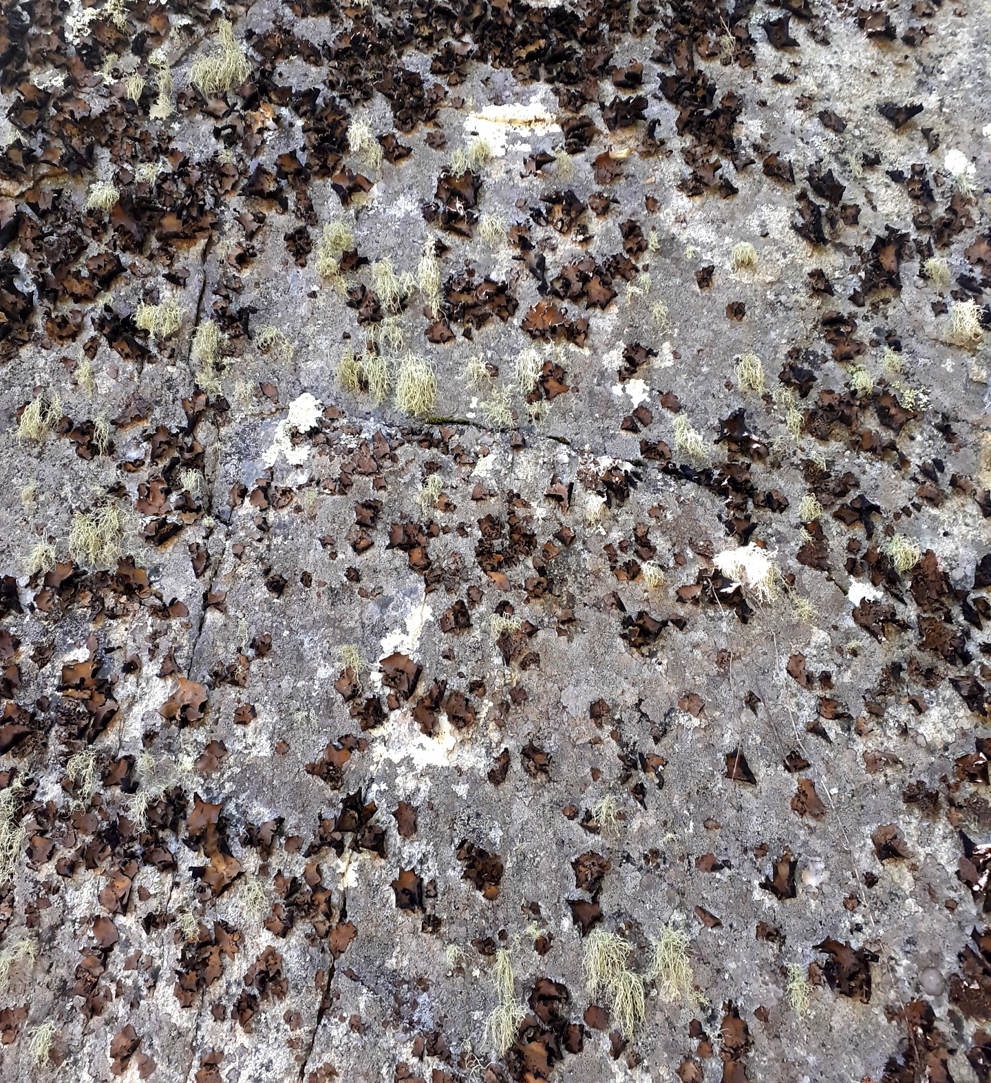 wall of bearded moss and lichen