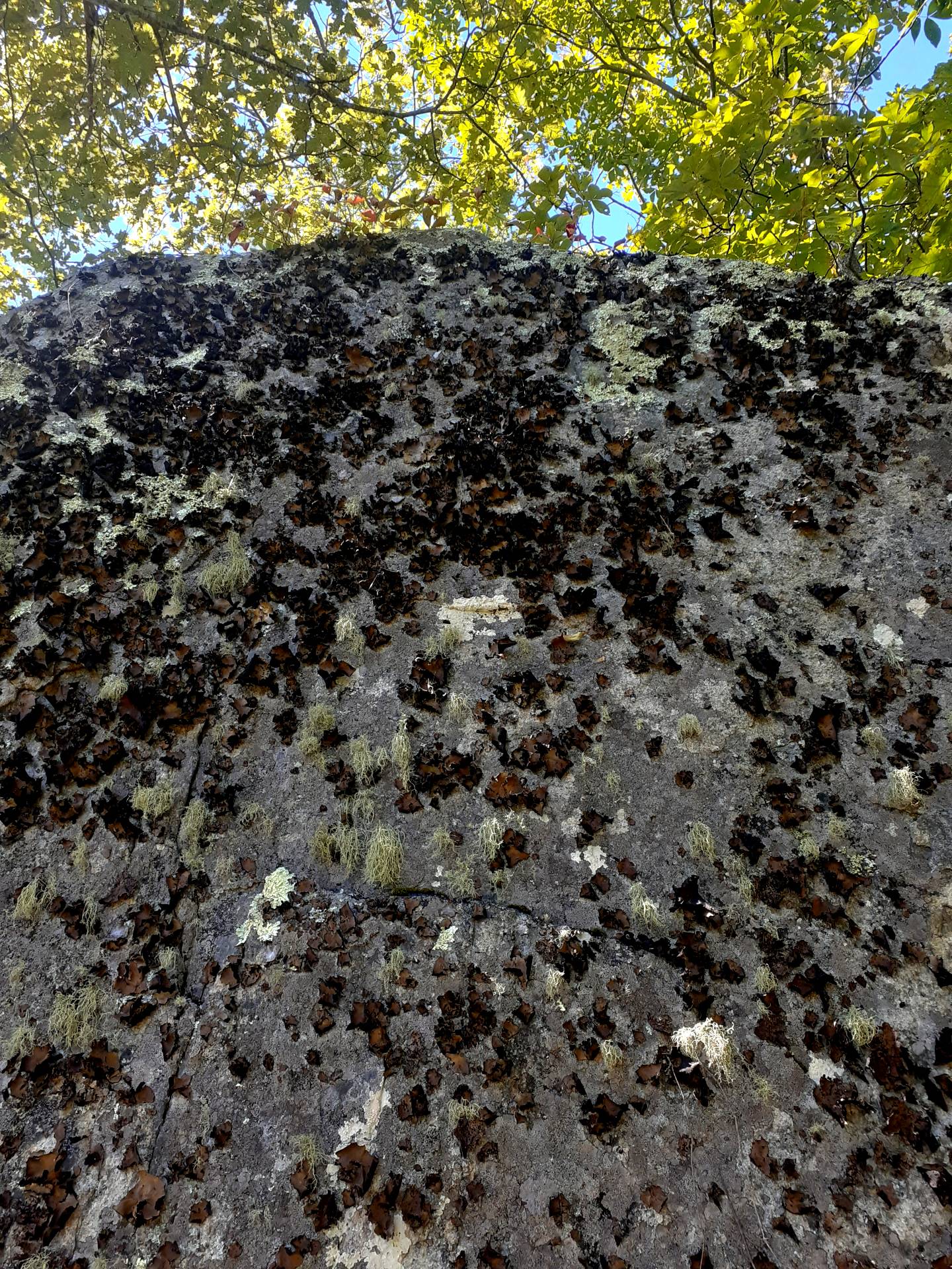 wall of bearded moss and lichen giving way to trees and sky