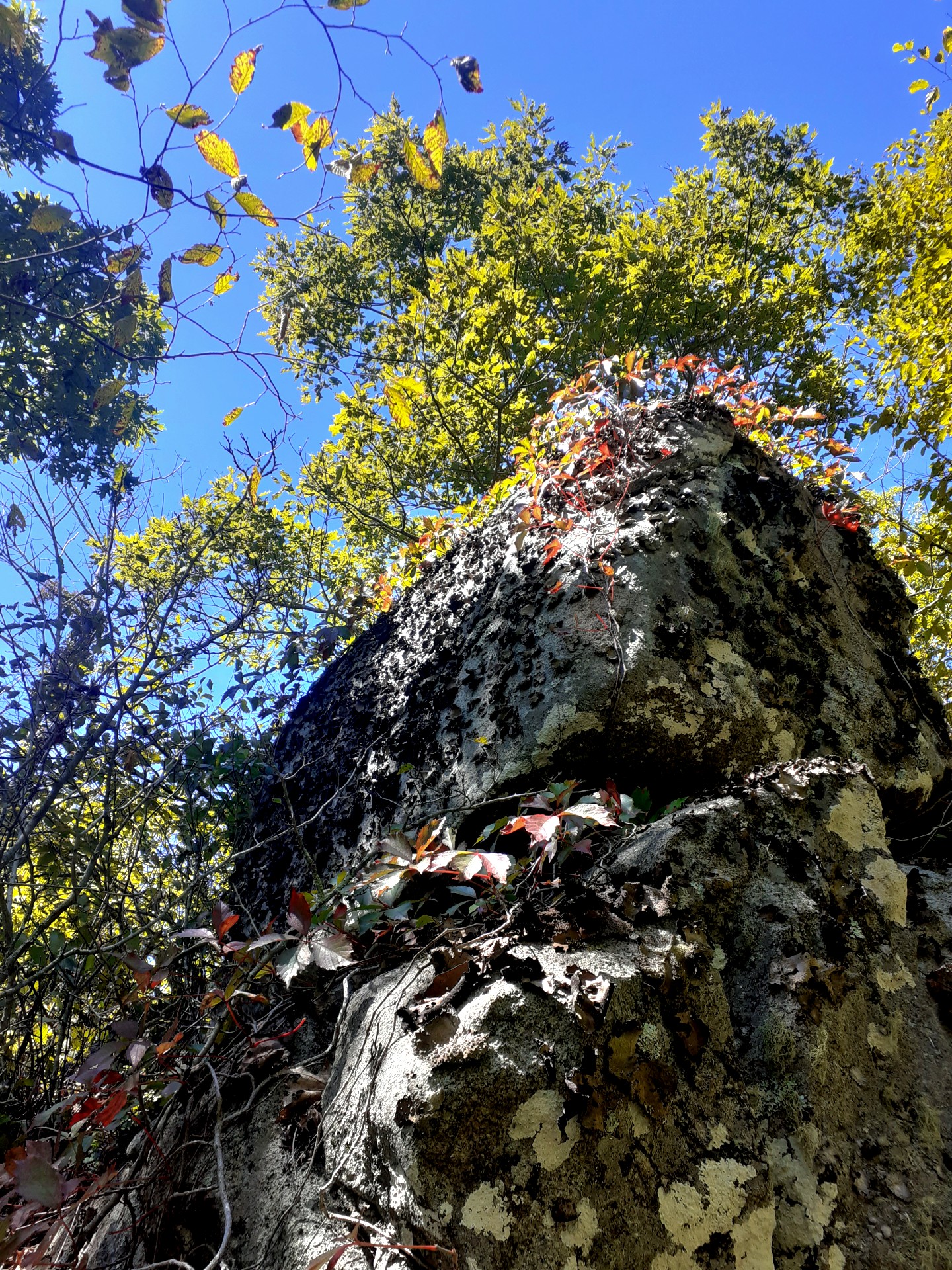 boulder laced with leaves giving way to sky